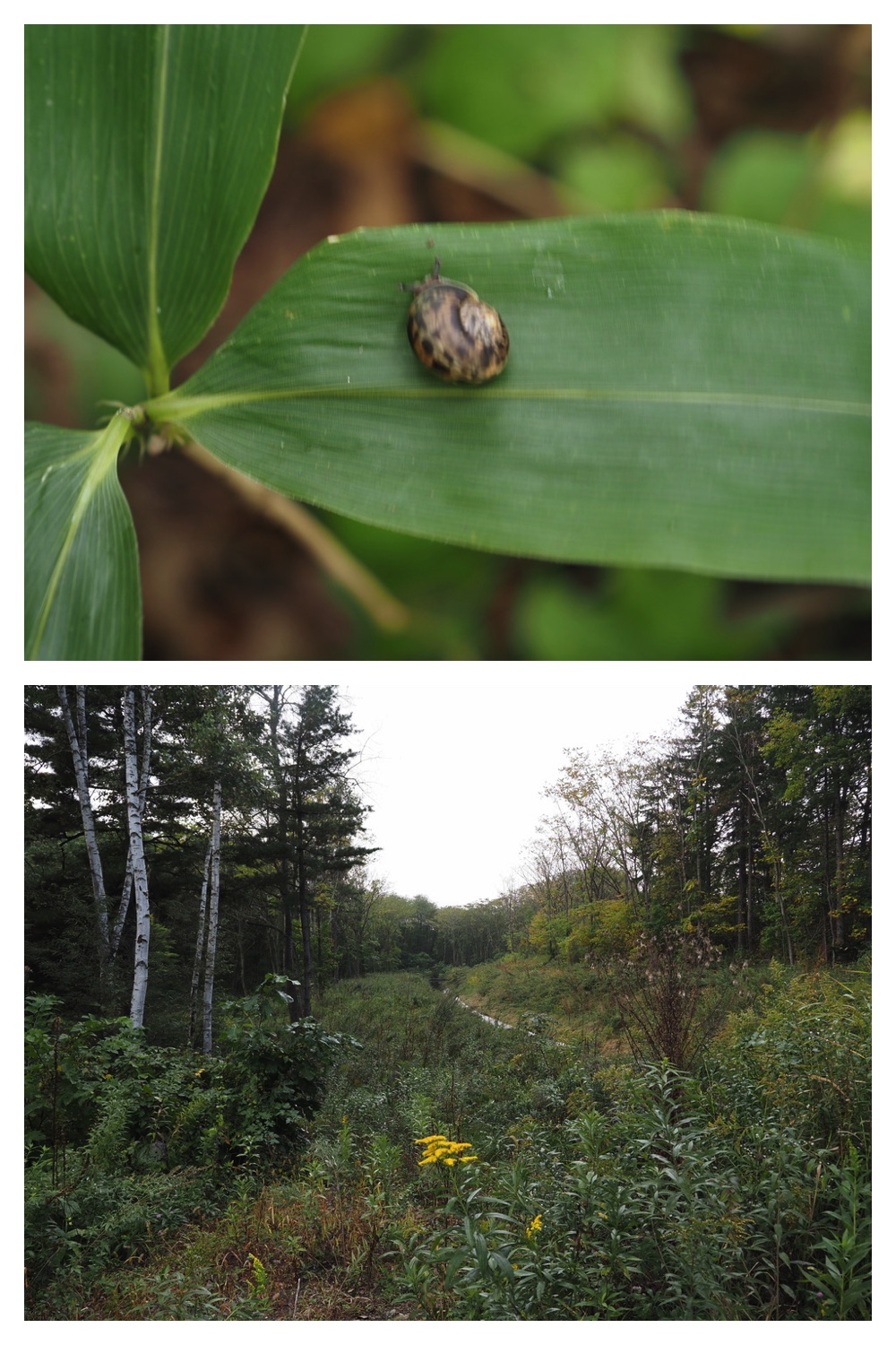 251005_Ezorisunokai_4