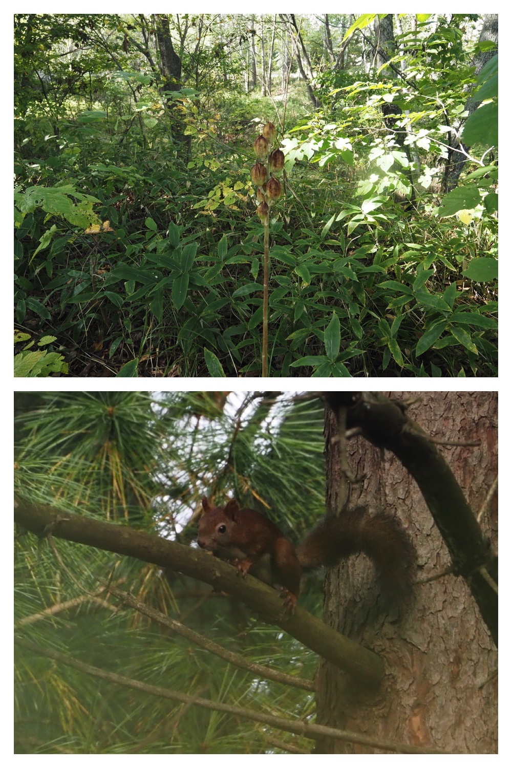 251005_Ezorisunokai_6