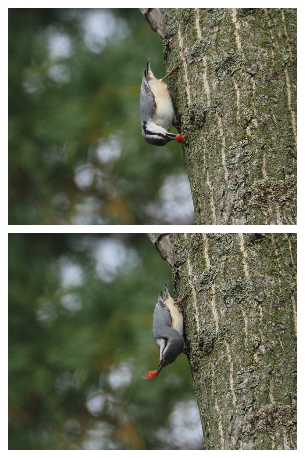 251005_Ezorisunokai_7