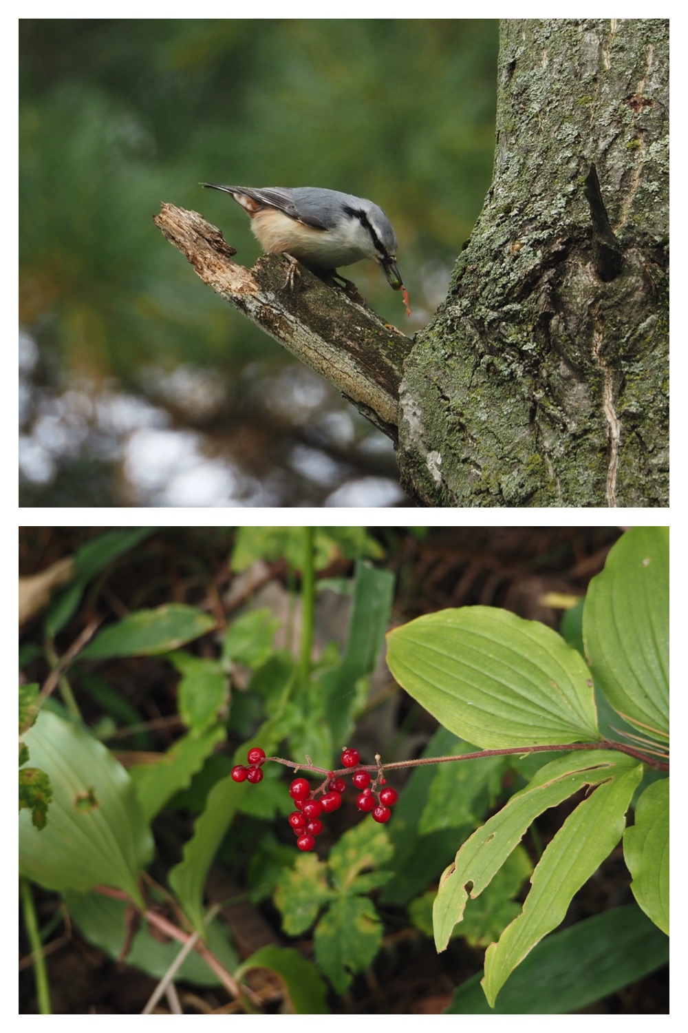 251005_Ezorisunokai_8