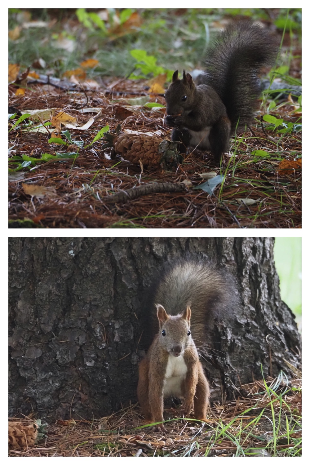 251005_Ezorisunokai_9