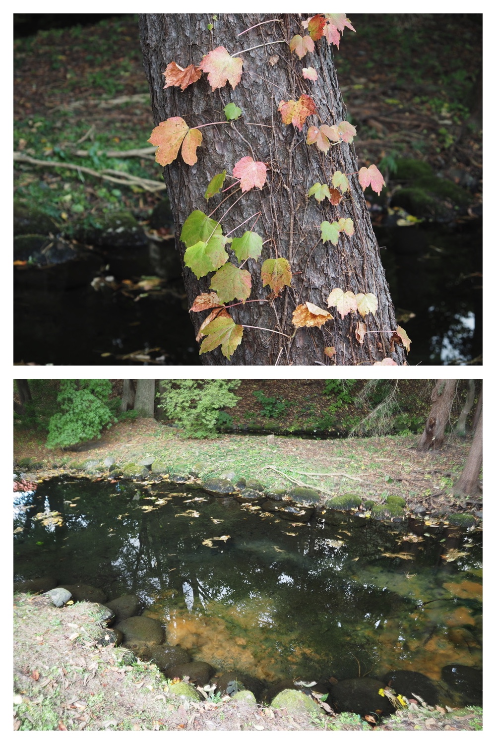 251009_Hasshounochi_12