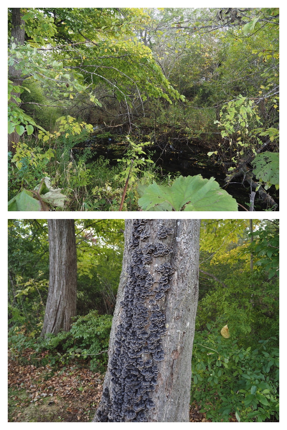 251009_Hasshounochi_6