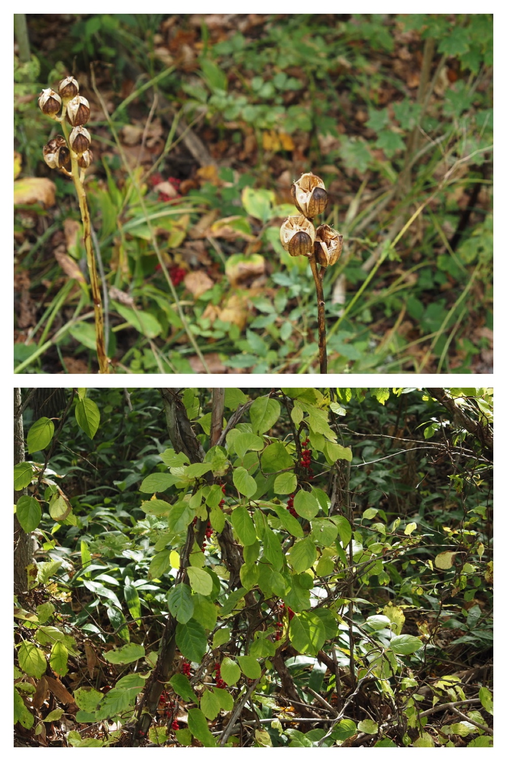 251011_Tokachigaoka_16