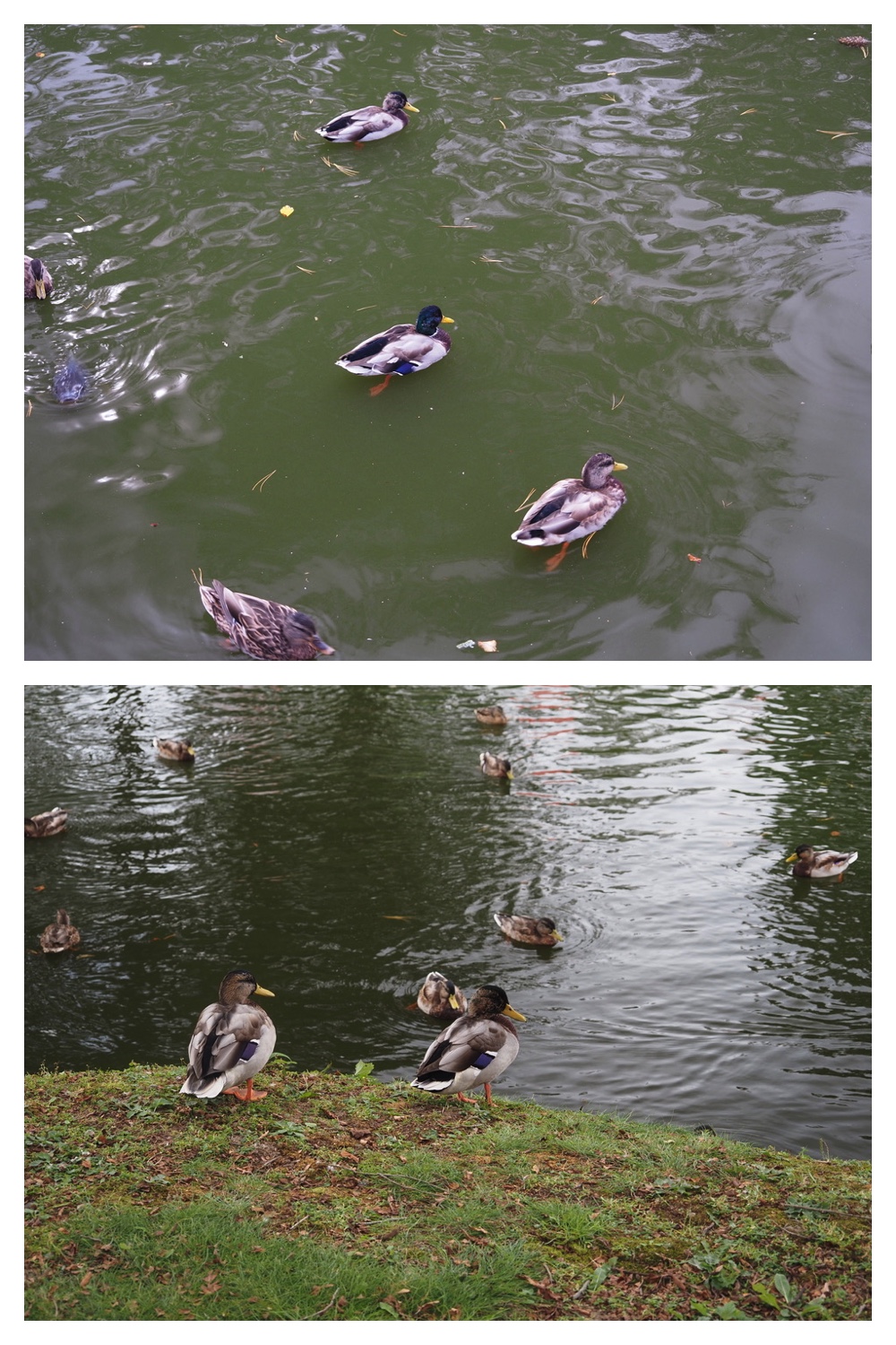 251011_Tokachigaoka_27