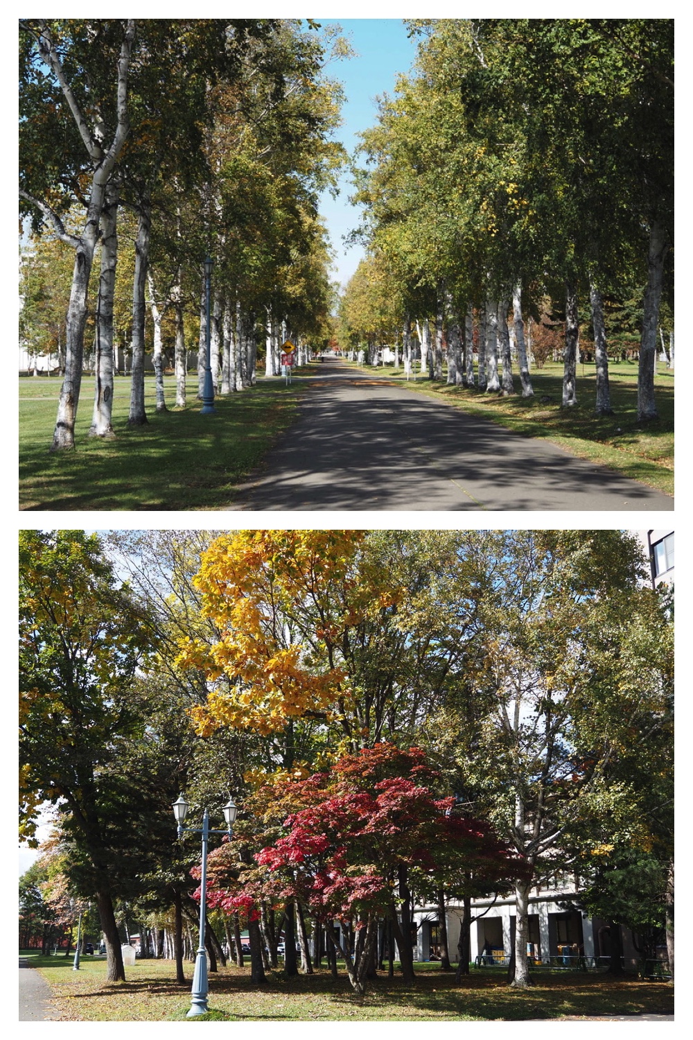 251020_Tree-leaves_1