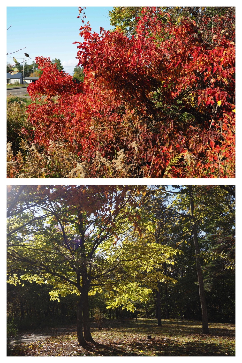 251020_Tree-leaves_11