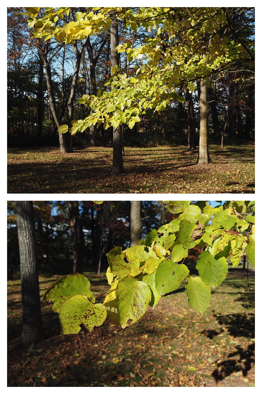 251020_Tree-leaves_12