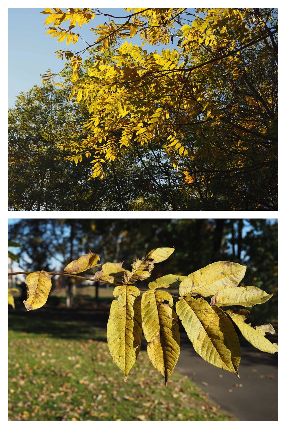 251020_Tree-leaves_13