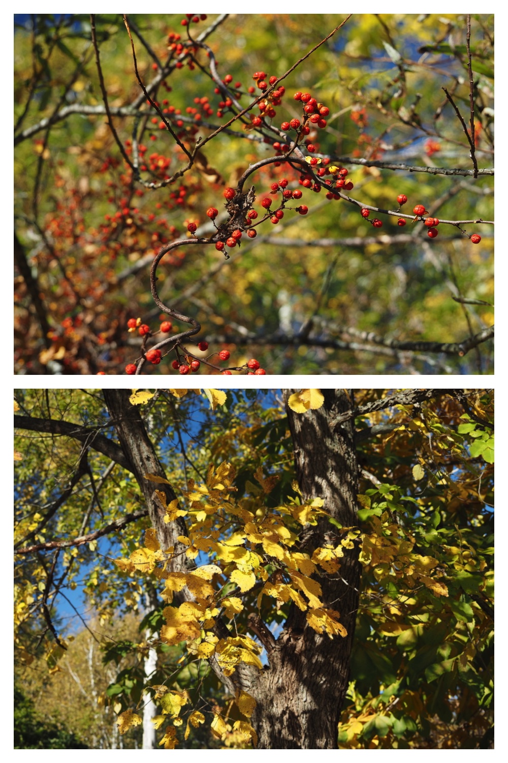 251020_Tree-leaves_14