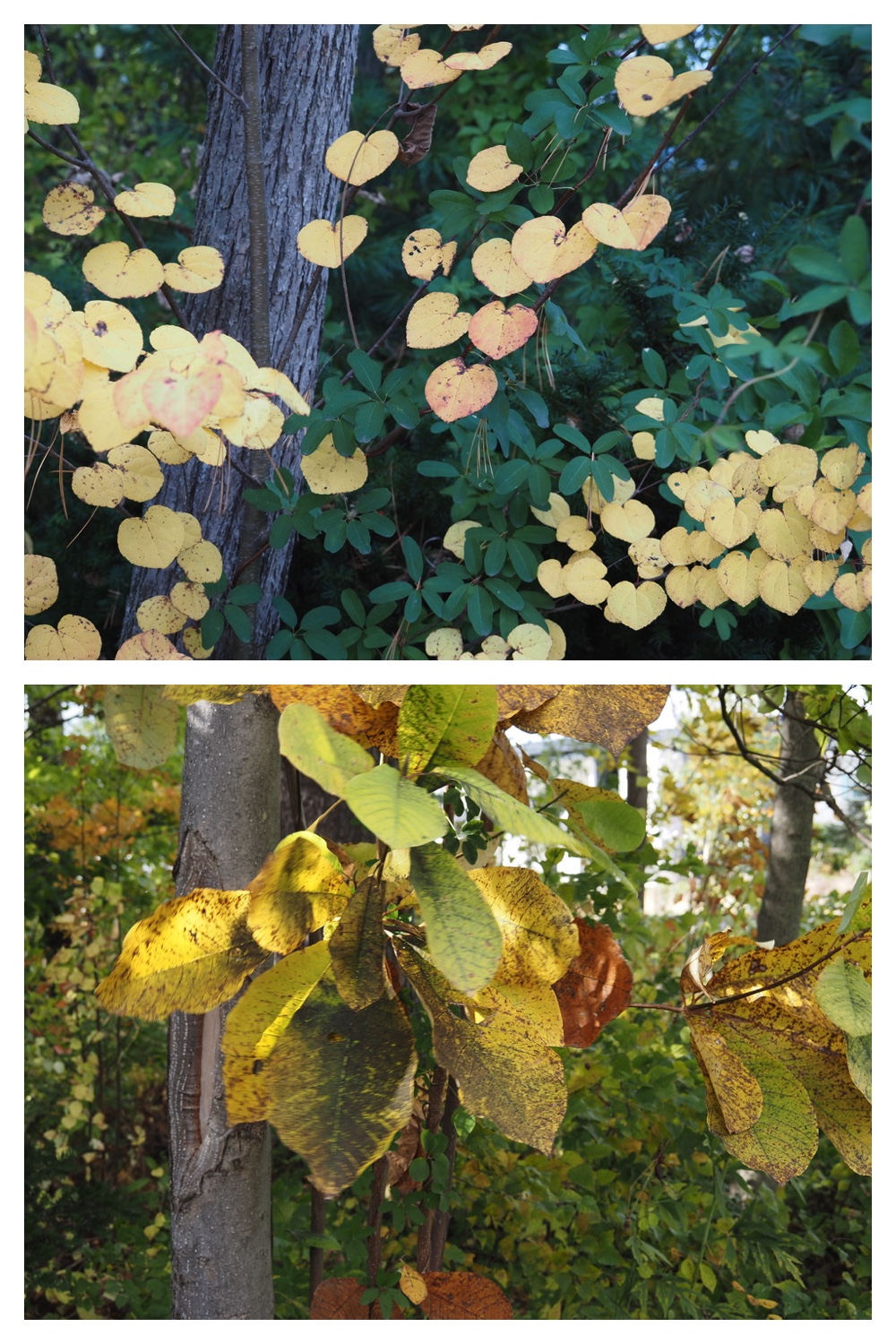 251020_Tree-leaves_3