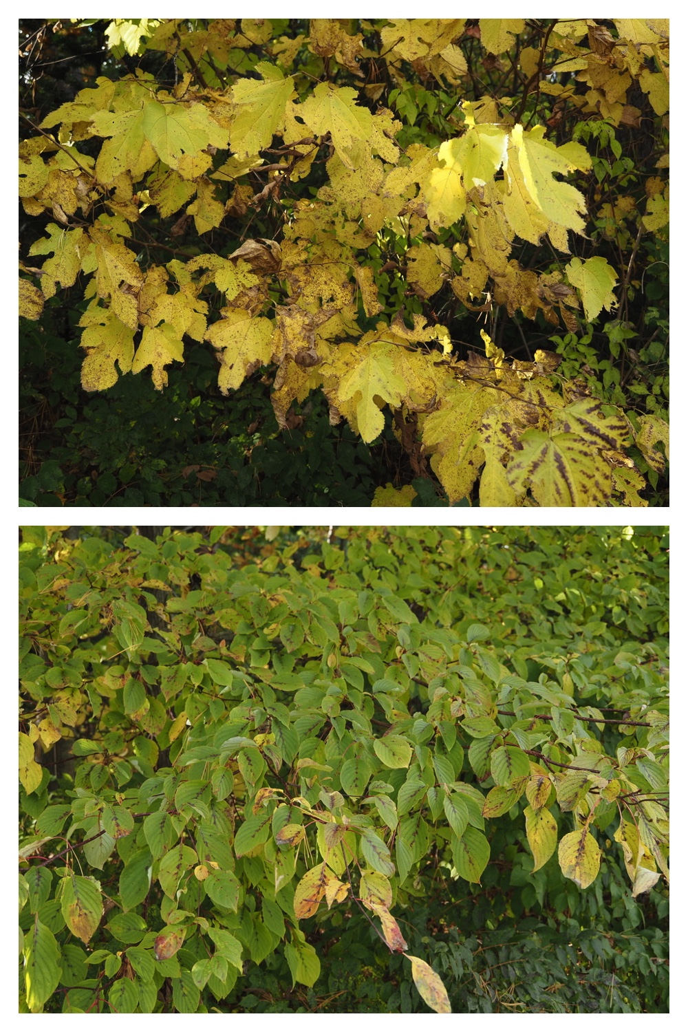 251020_Tree-leaves_4