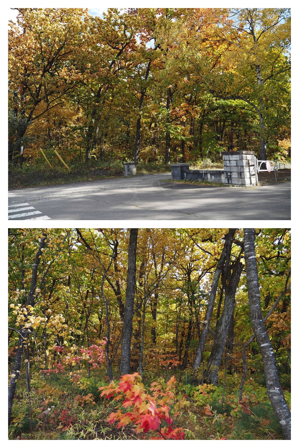 251020_Tree-leaves_6