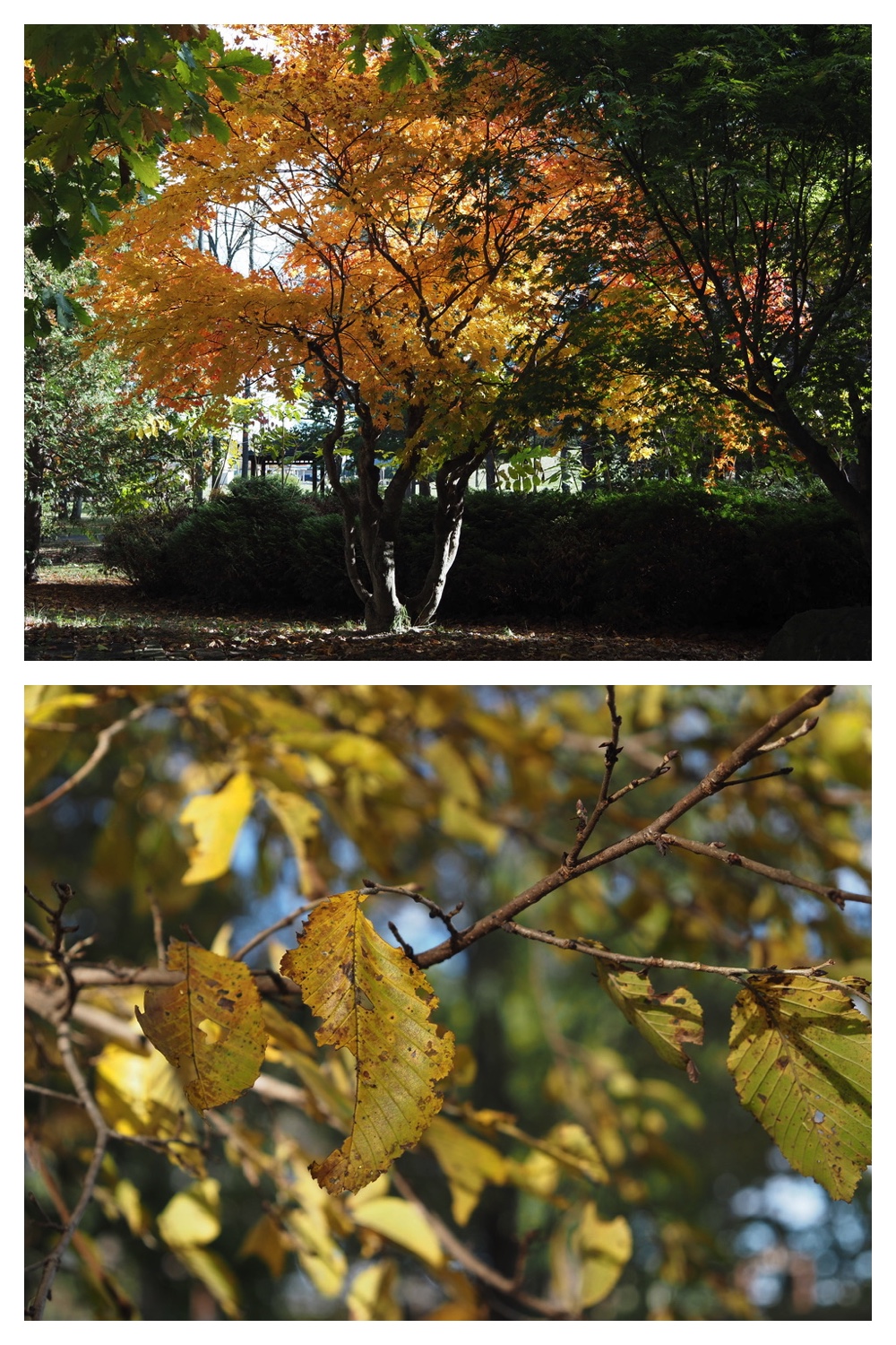 251020_Tree-leaves_9