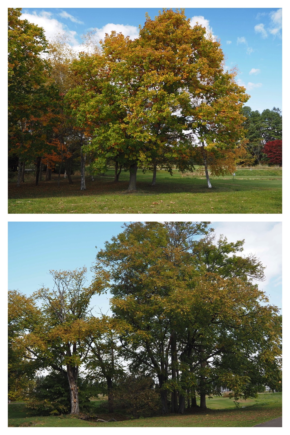 251022_Red-yellow_10