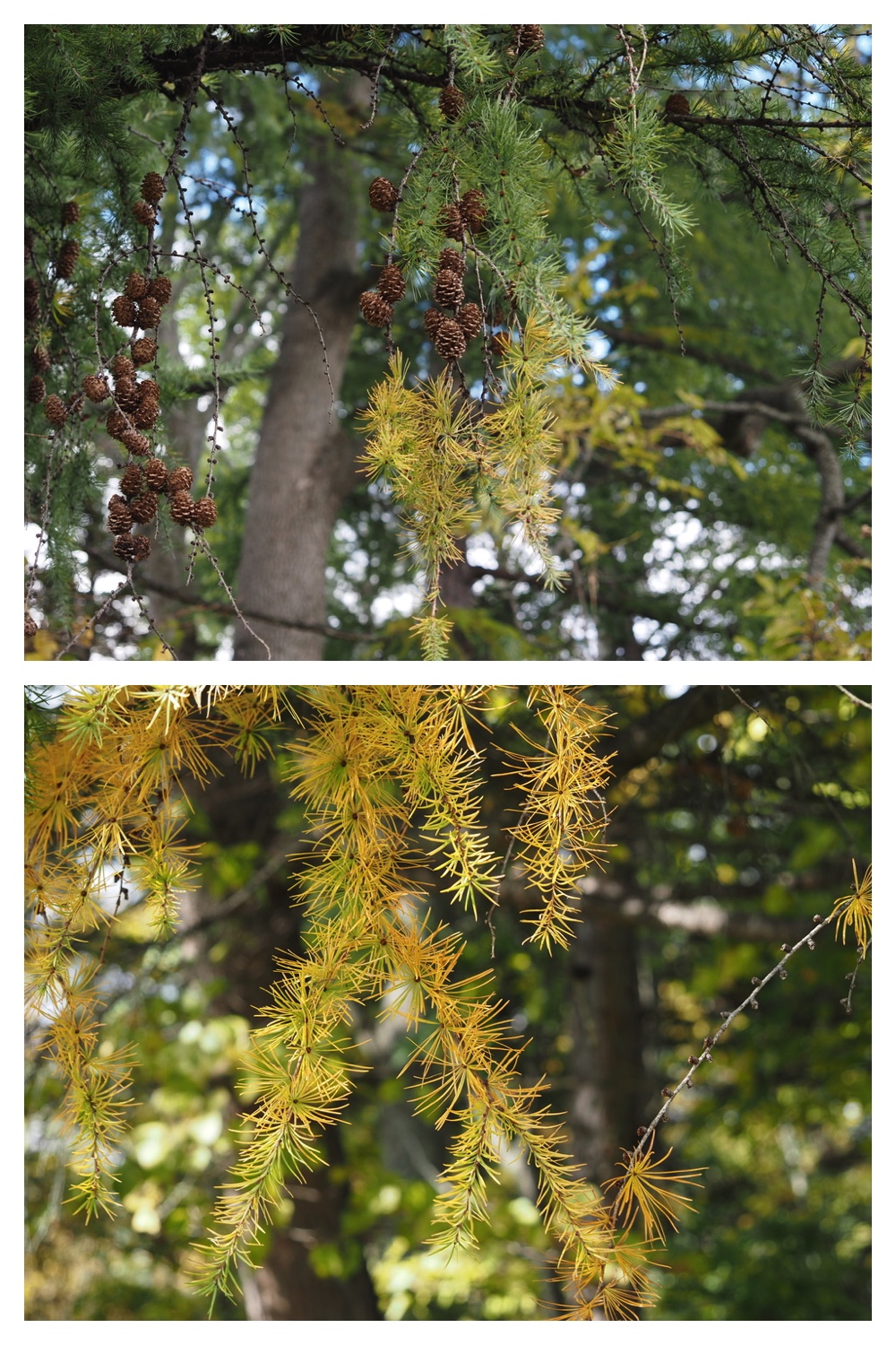 251022_Red-yellow_14