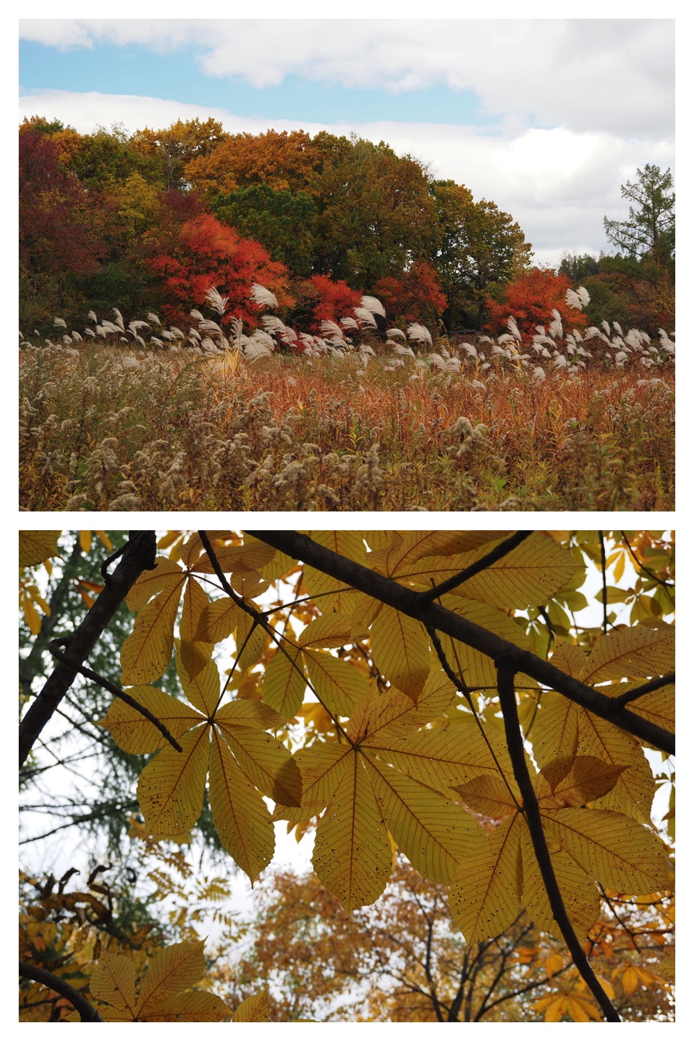 251022_Red-yellow_17