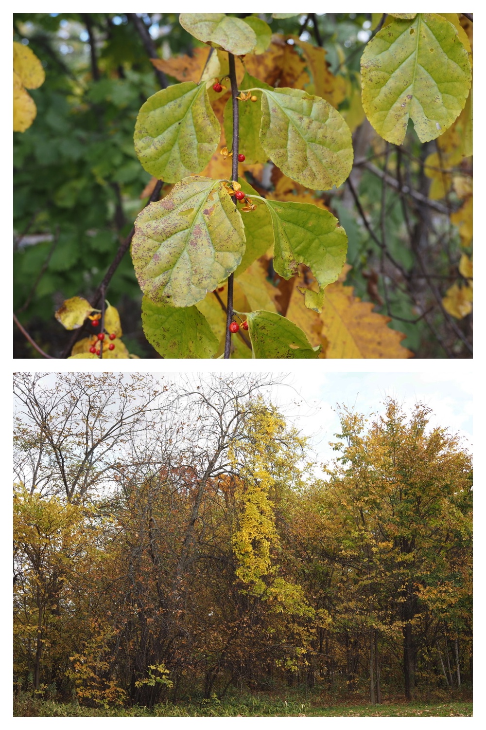 251022_Red-yellow_21