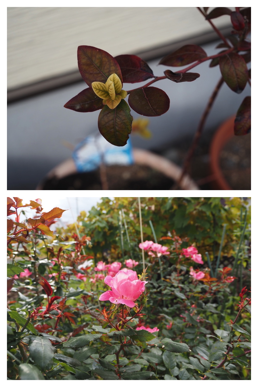 251023_Garden-field_4