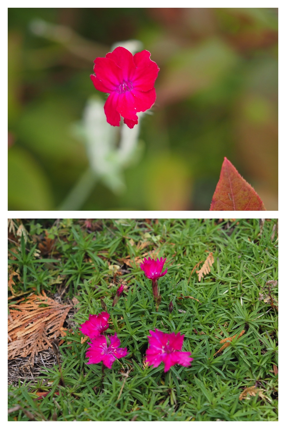 251023_Garden-field_5