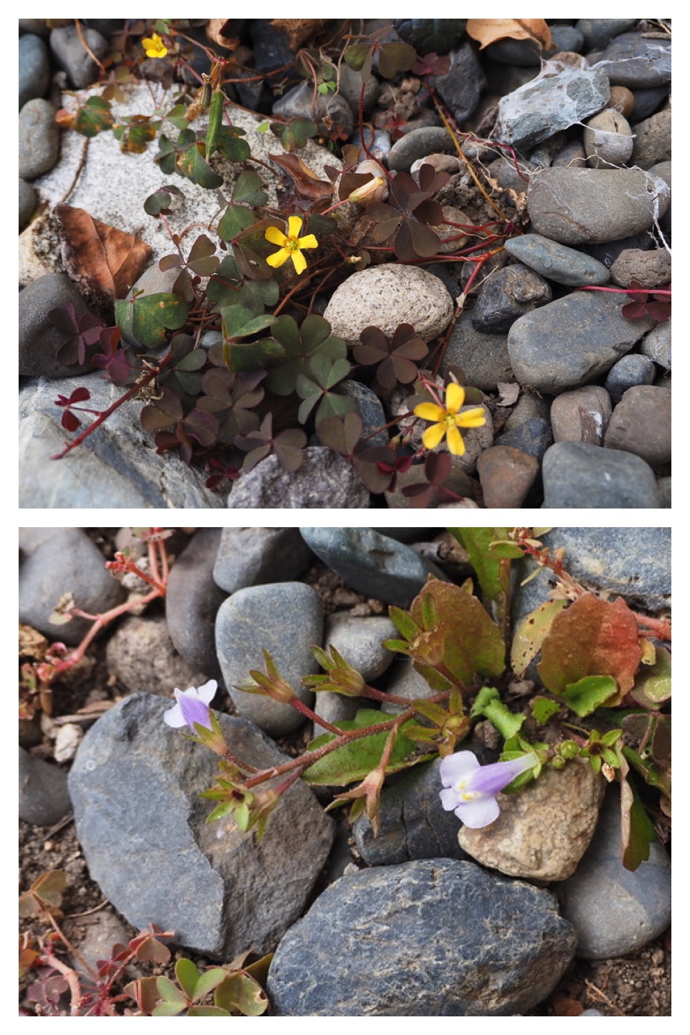 251023_Garden-field_6