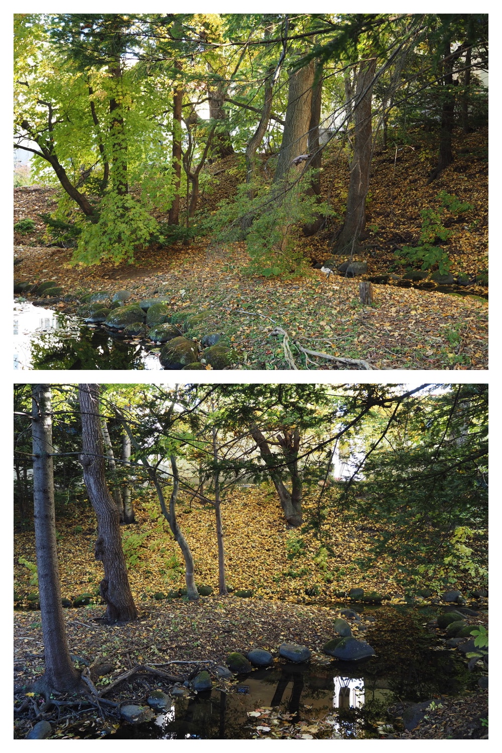 251024_Obihiro-shrine_16