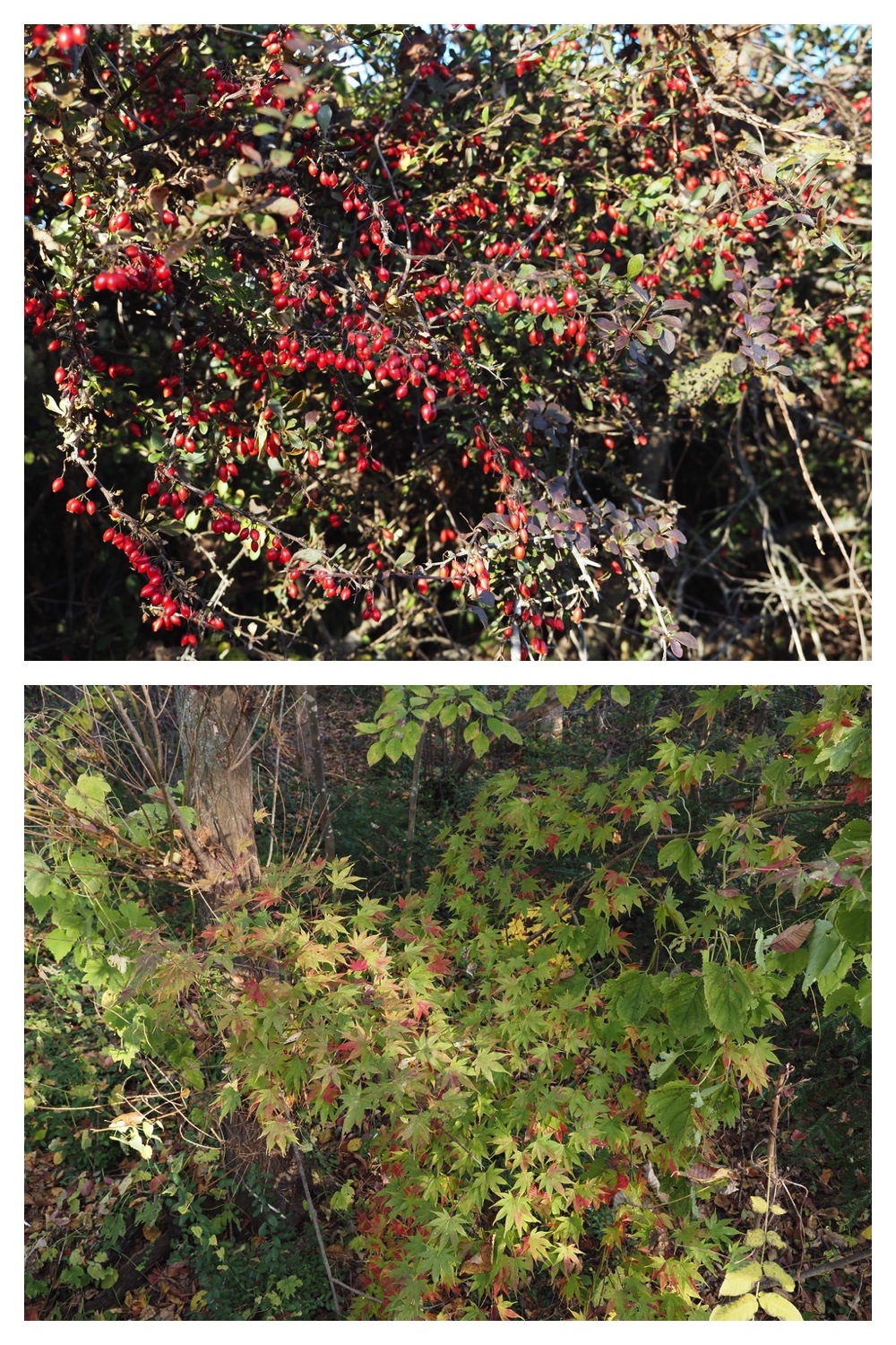 251024_Obihiro-shrine_19