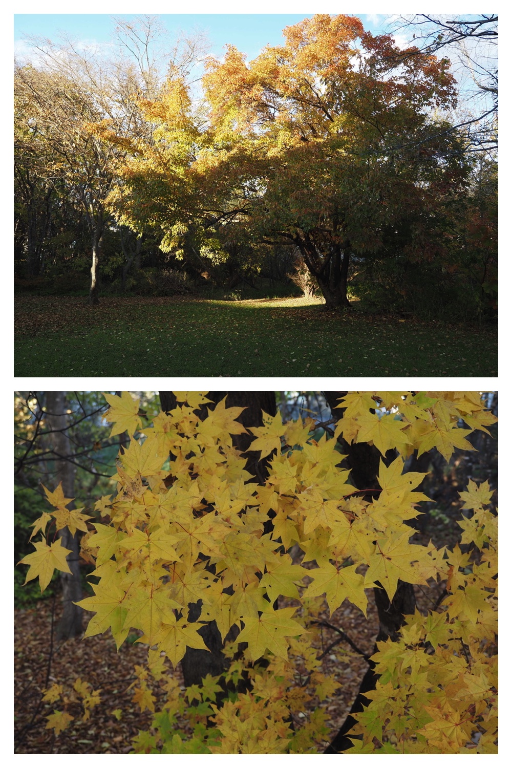 251024_Obihiro-shrine_24