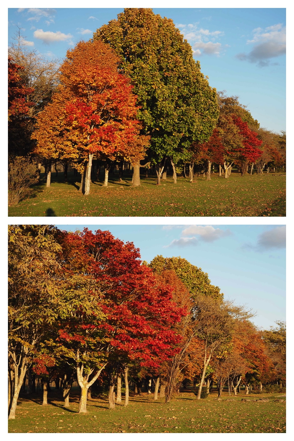 251024_Obihiro-shrine_26