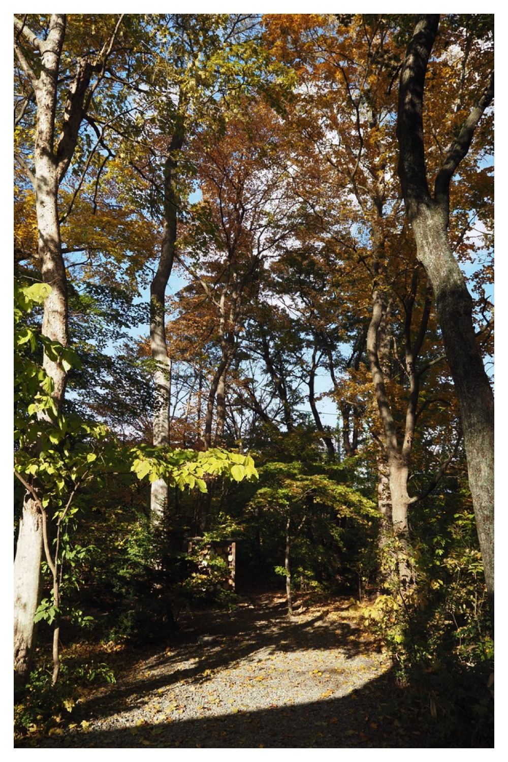 251024_Obihiro-shrine_4