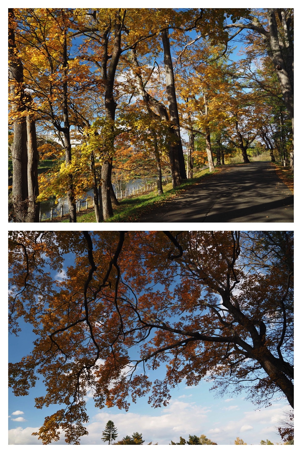 251024_Obihiro-shrine_8