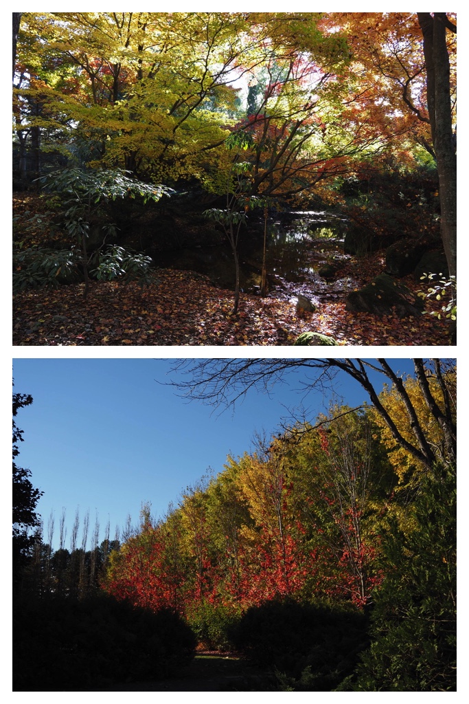 251027_Manabe-Garden_19