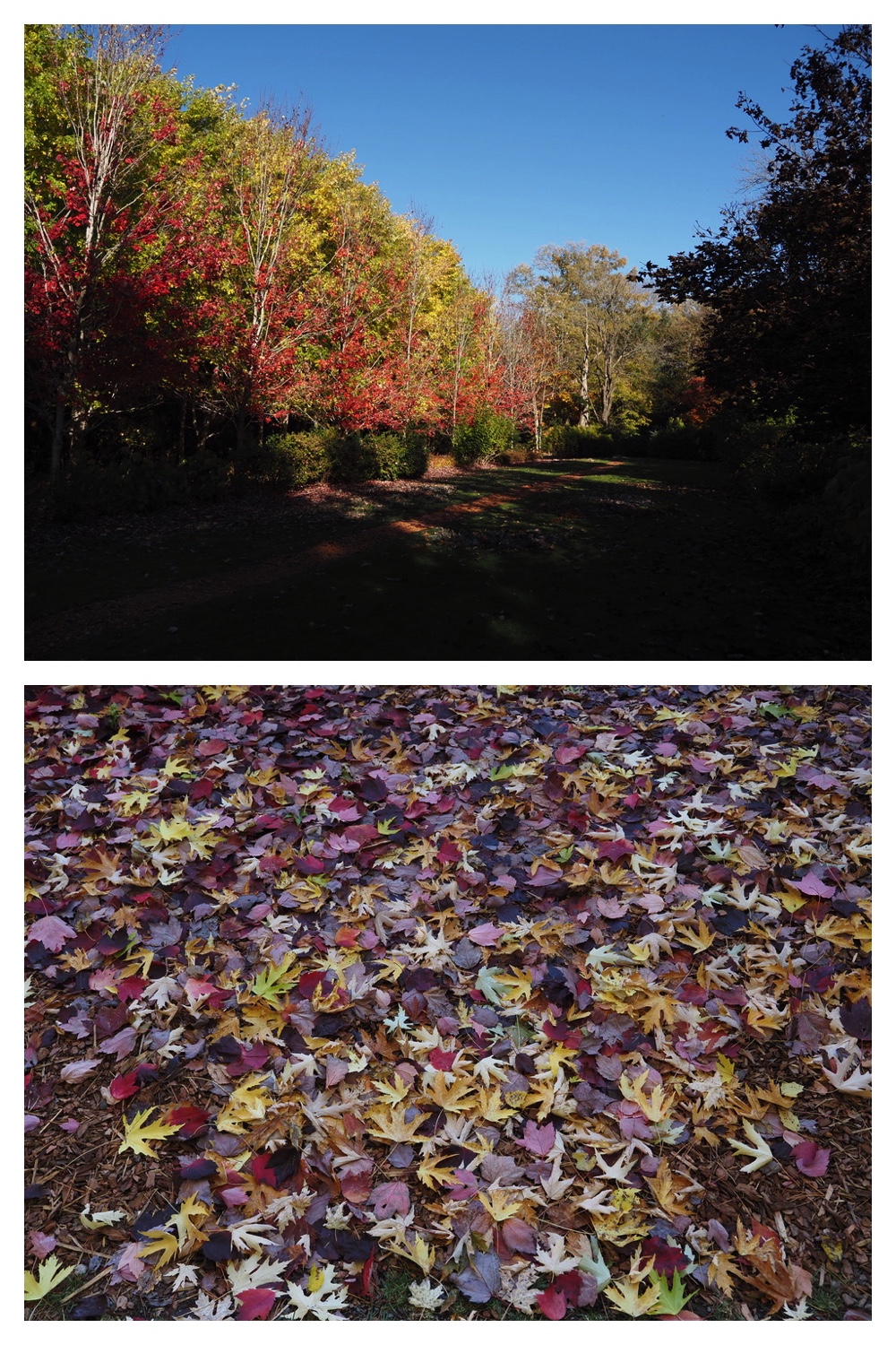 251027_Manabe-Garden_23