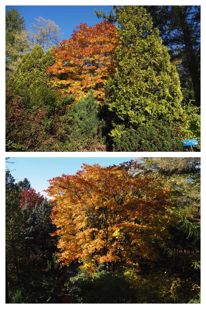 251027_Manabe-Garden_8