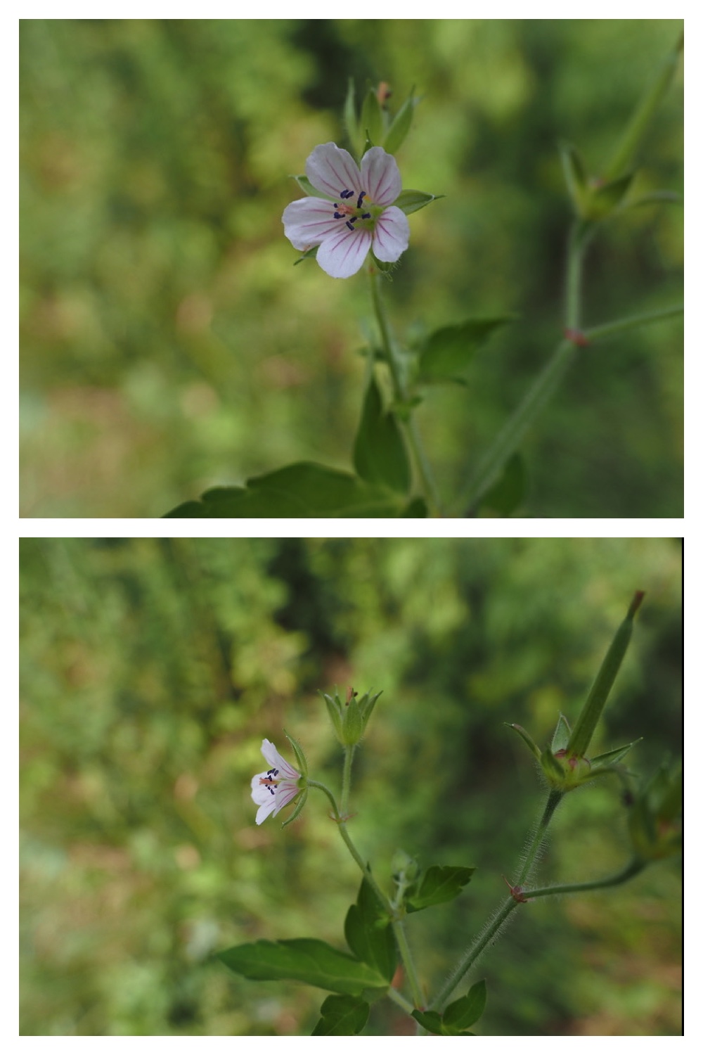 250910_Hesse_5