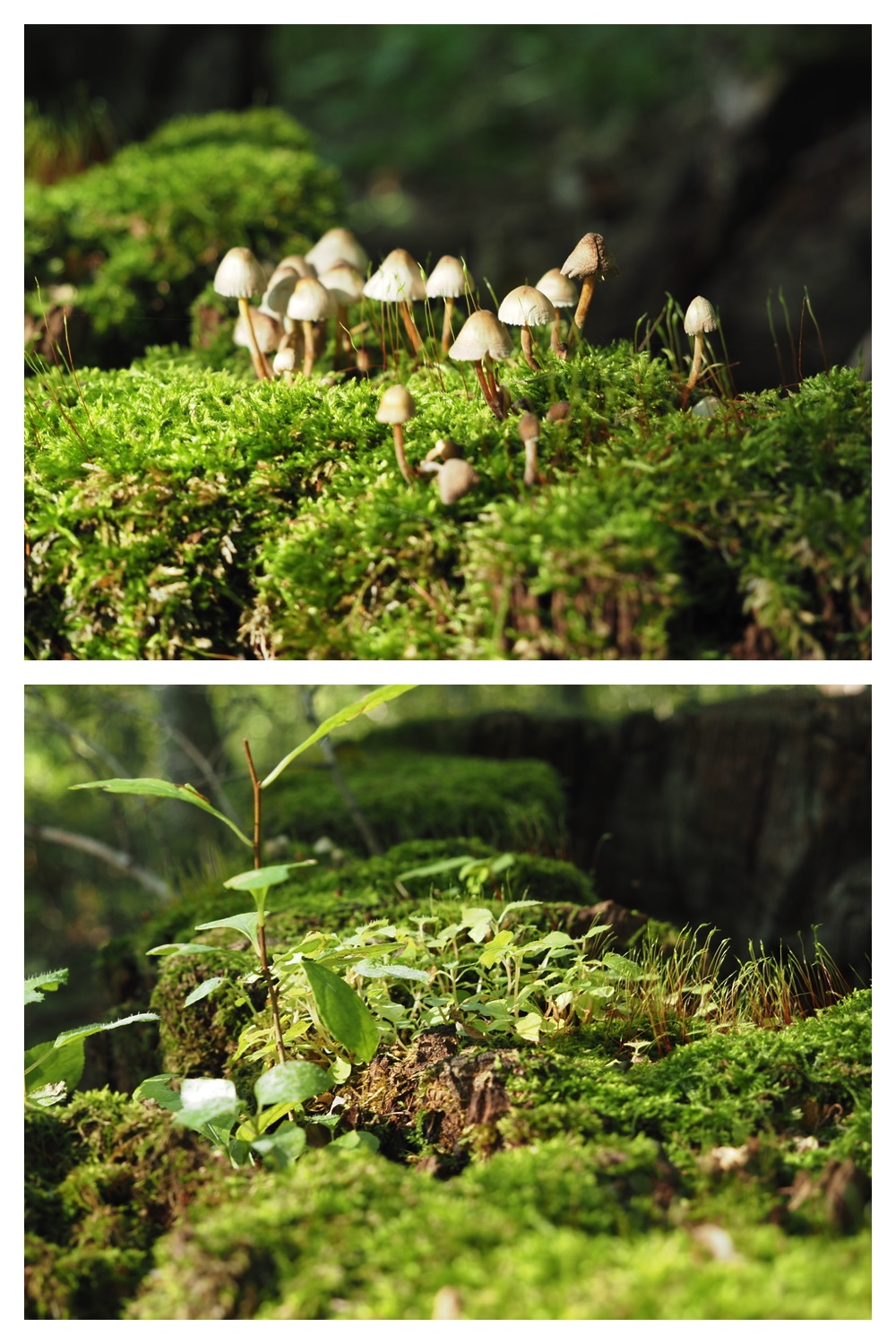 250912_Nitta-farm_13
