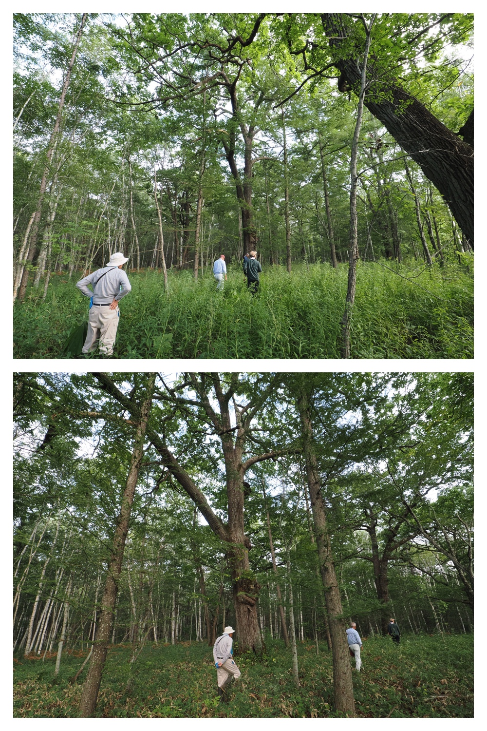 250912_Nitta-forest_5