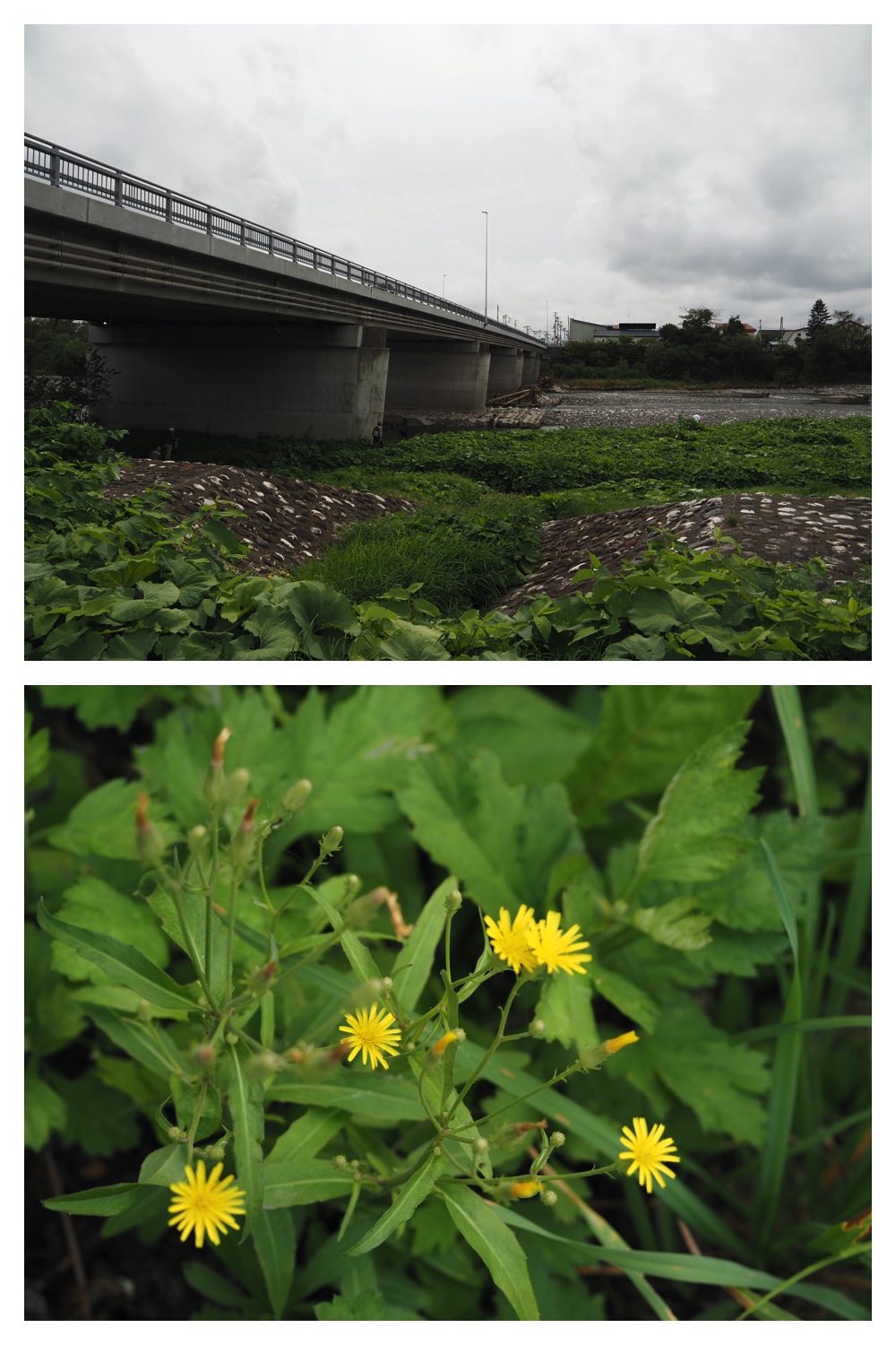 250913_Rekifune_24