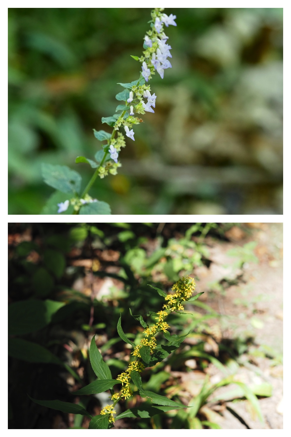 250919_Kunimiyama_6