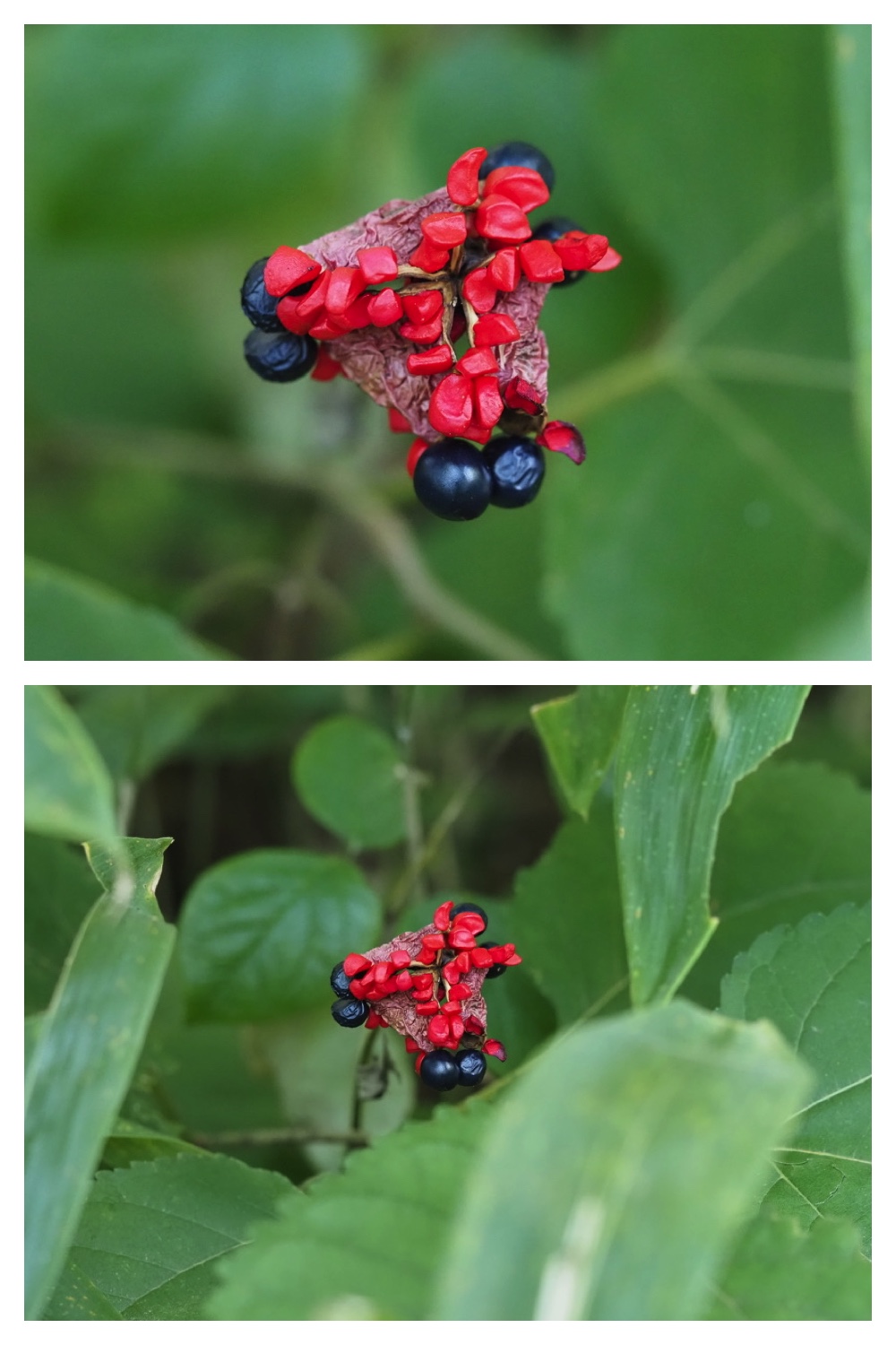 250919_Kunimiyama_9
