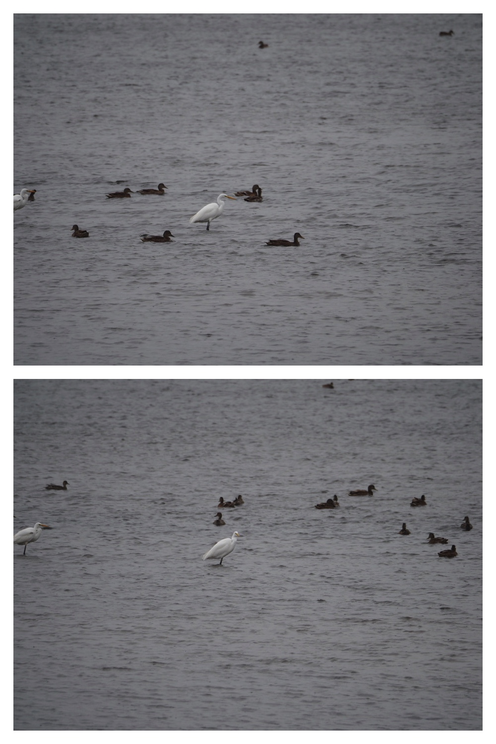 250925_Kimuaneppu_10