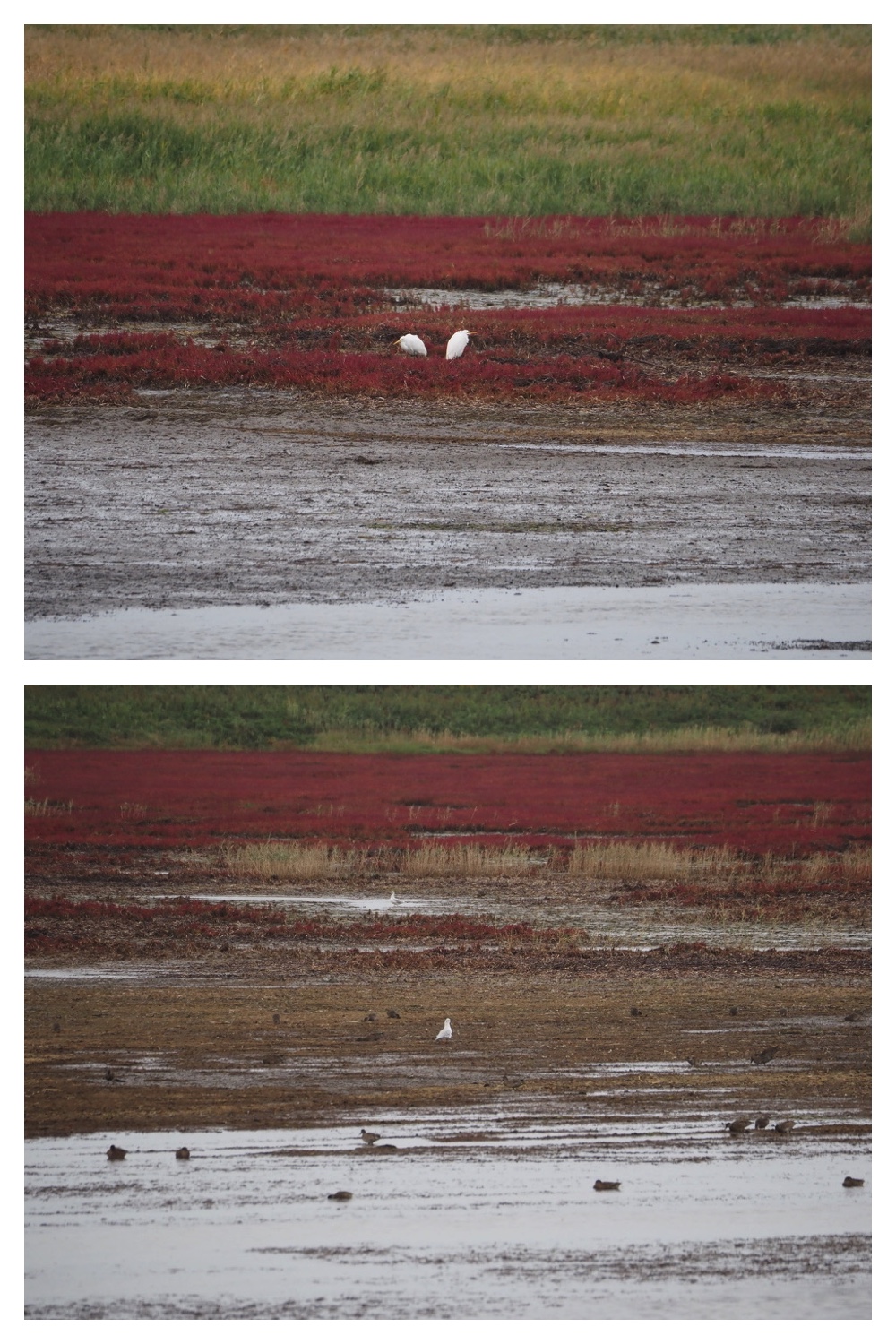 250925_Kimuaneppu_11