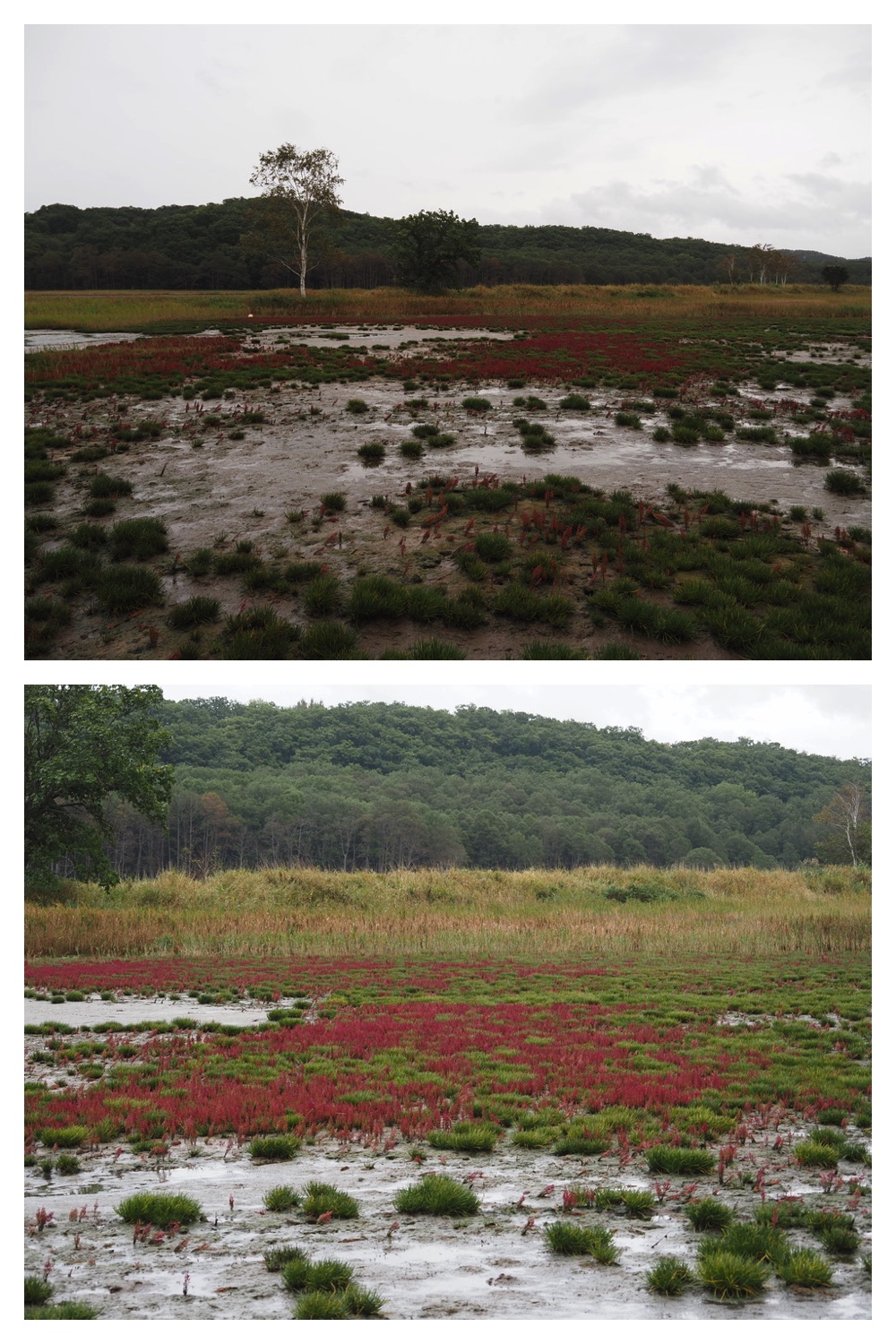 250925_Kimuaneppu_17