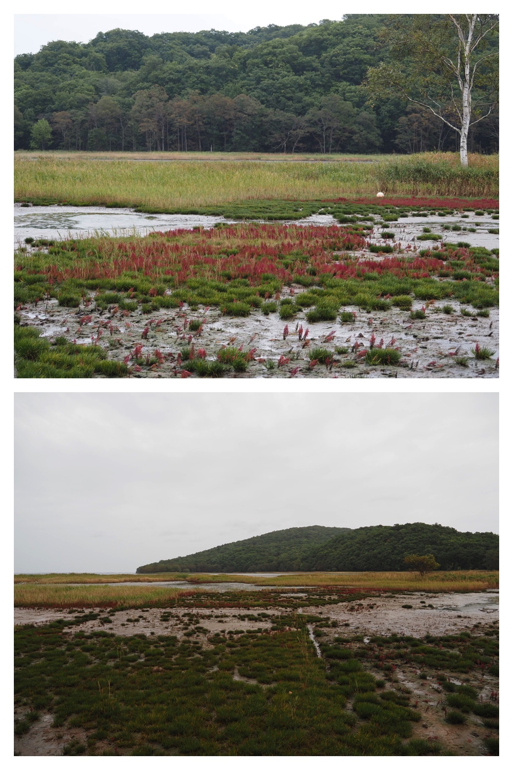 250925_Kimuaneppu_18