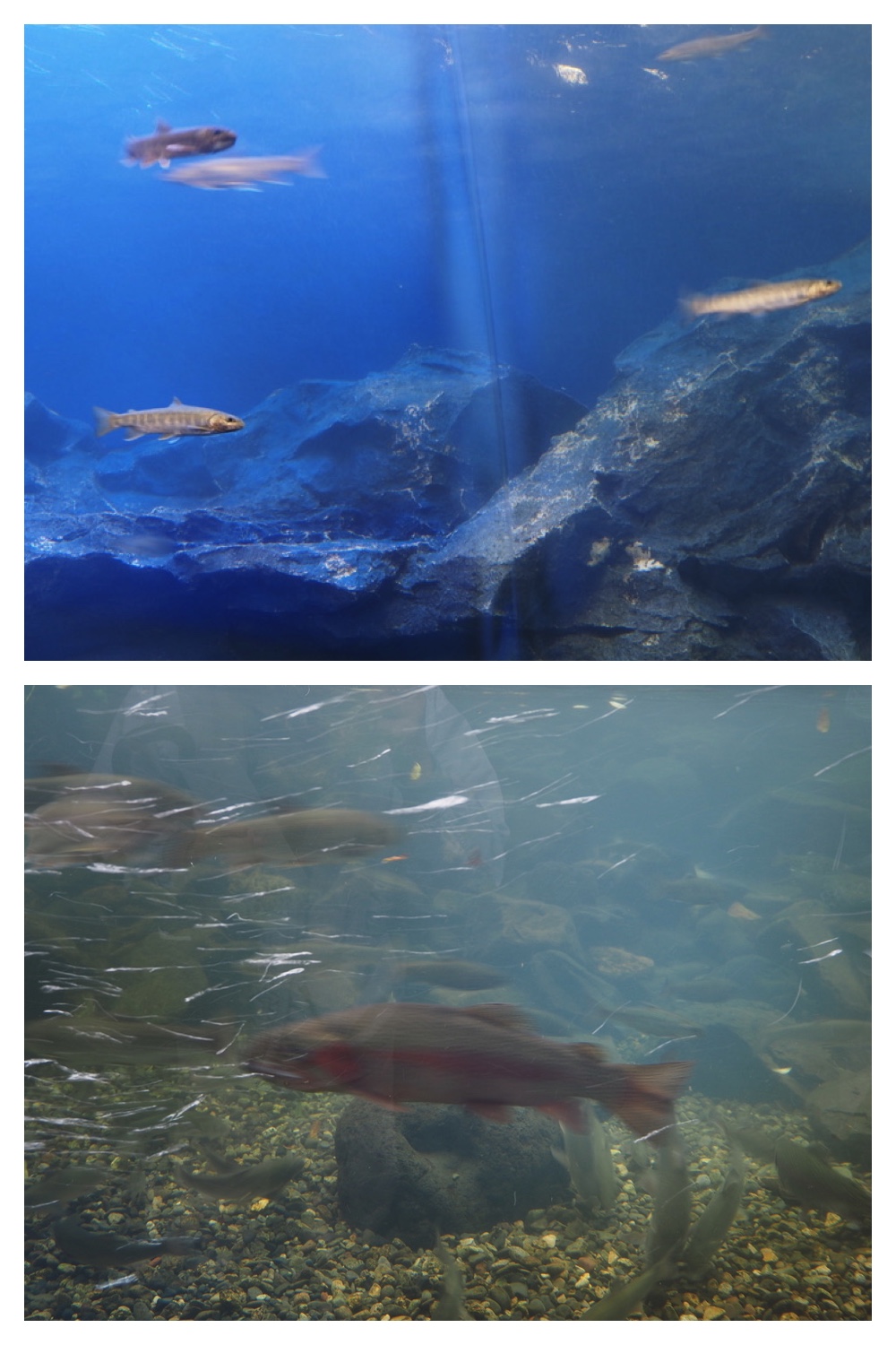 250925_Kimuaneppu_22