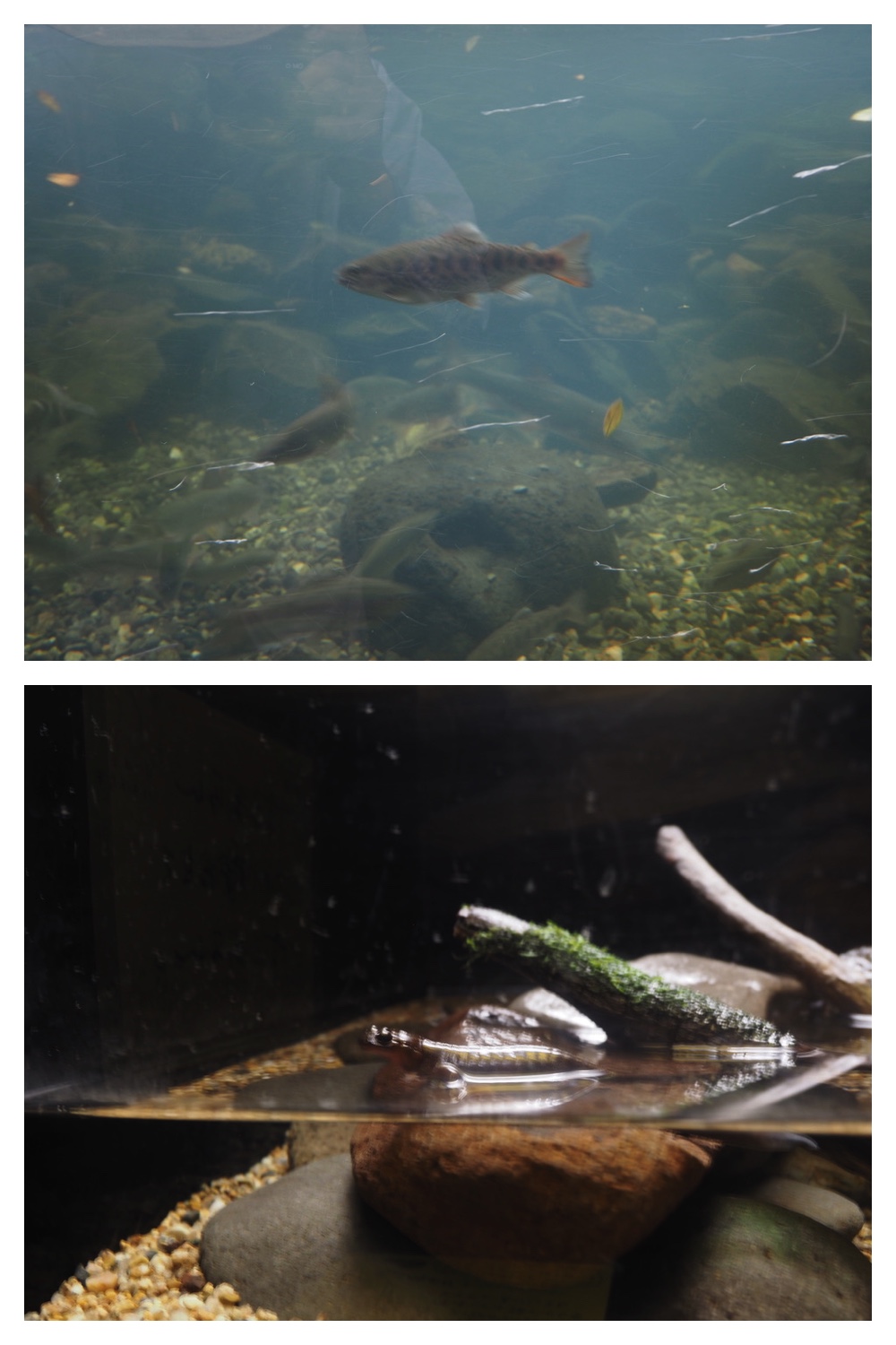 250925_Kimuaneppu_23