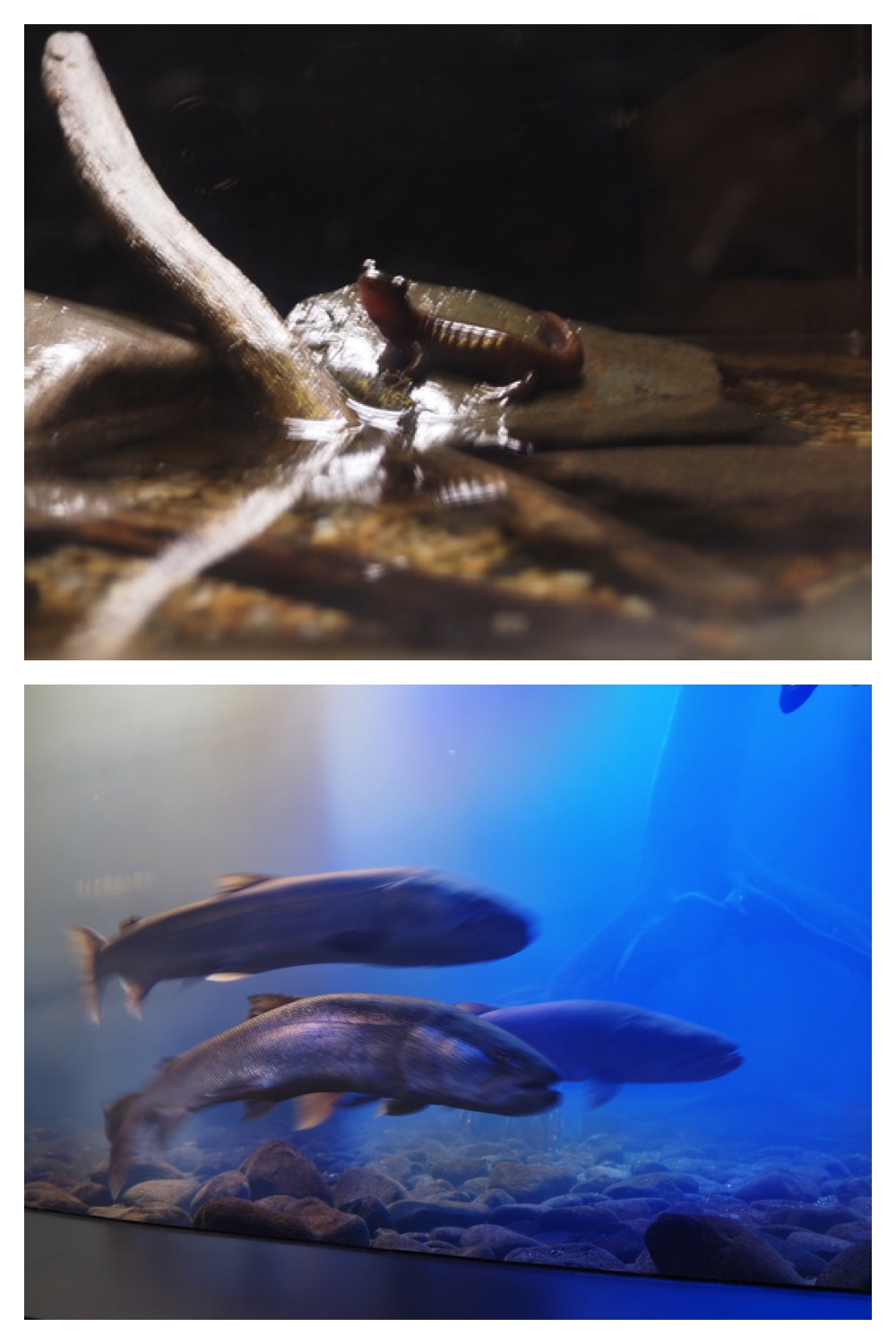 250925_Kimuaneppu_24