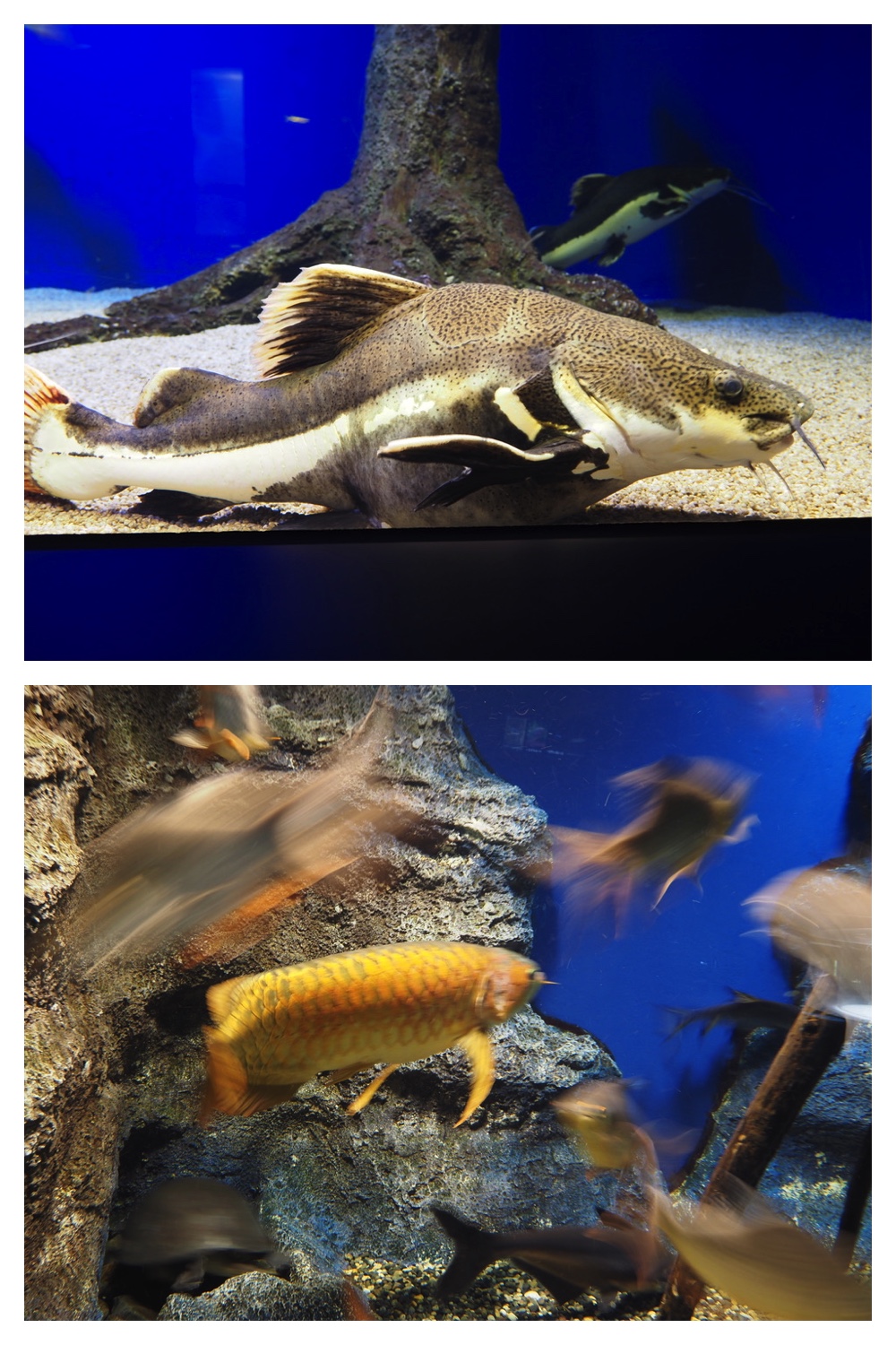 250925_Kimuaneppu_25