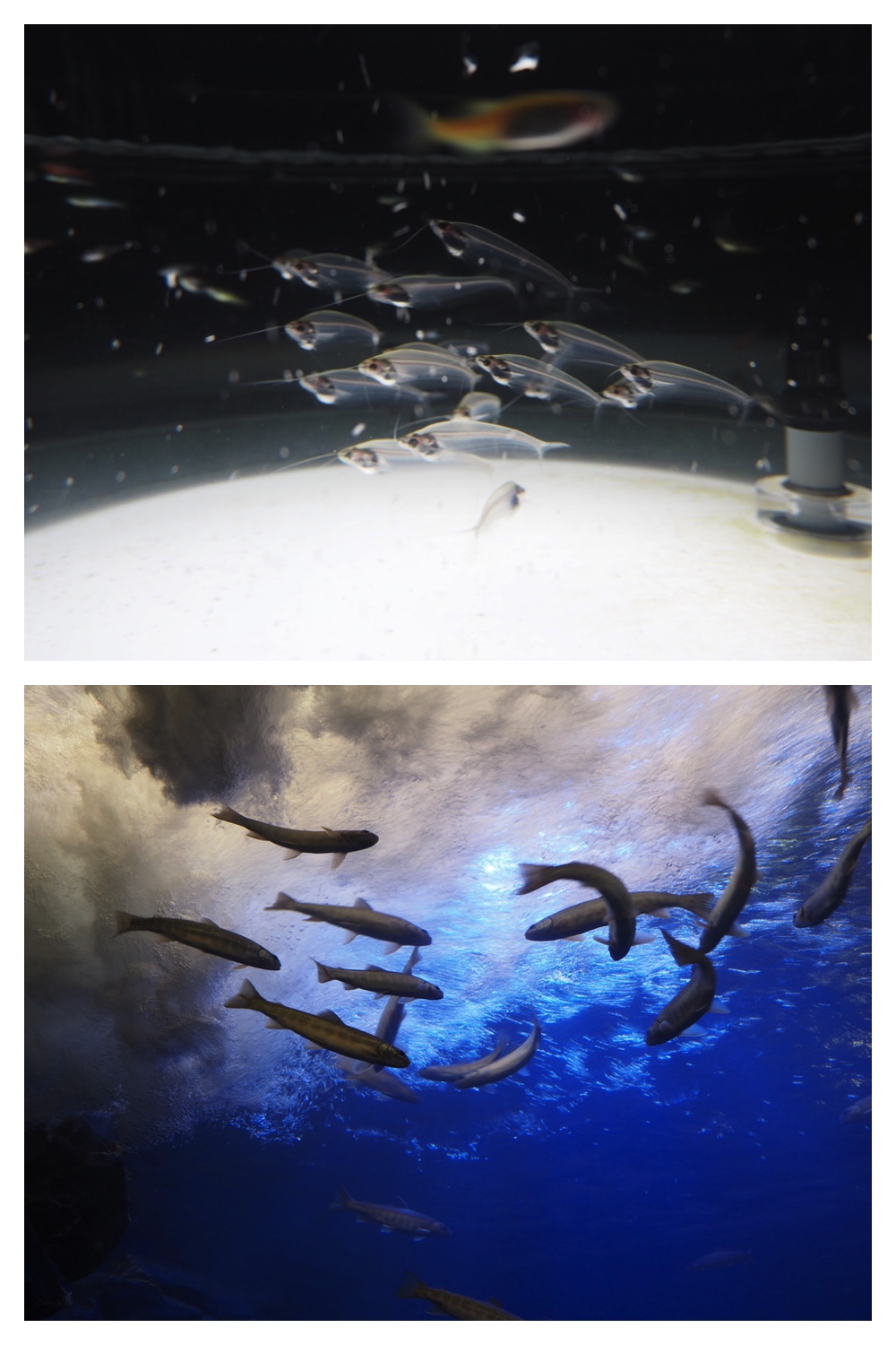 250925_Kimuaneppu_26