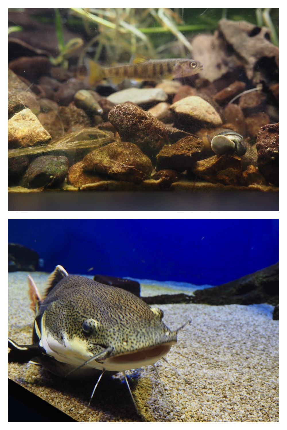 250925_Kimuaneppu_27